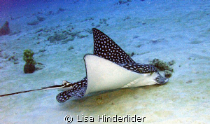 Eagle Ray feeding early morning hours- Bari Reef by Lisa Hinderlider 